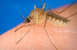 Kings Public Health Department officials announced this week that the first human case of West Nile Virus in 2020 has been confirmed.